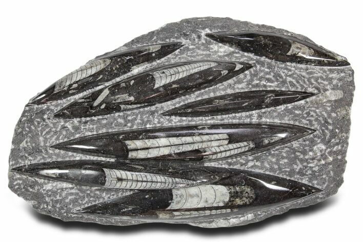 Polished Fossil Orthoceras (Cephalopod) Plate - Morocco #359660